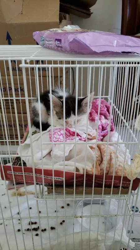Gato ra a  idade Abaixo de 2 meses nome Bolinha