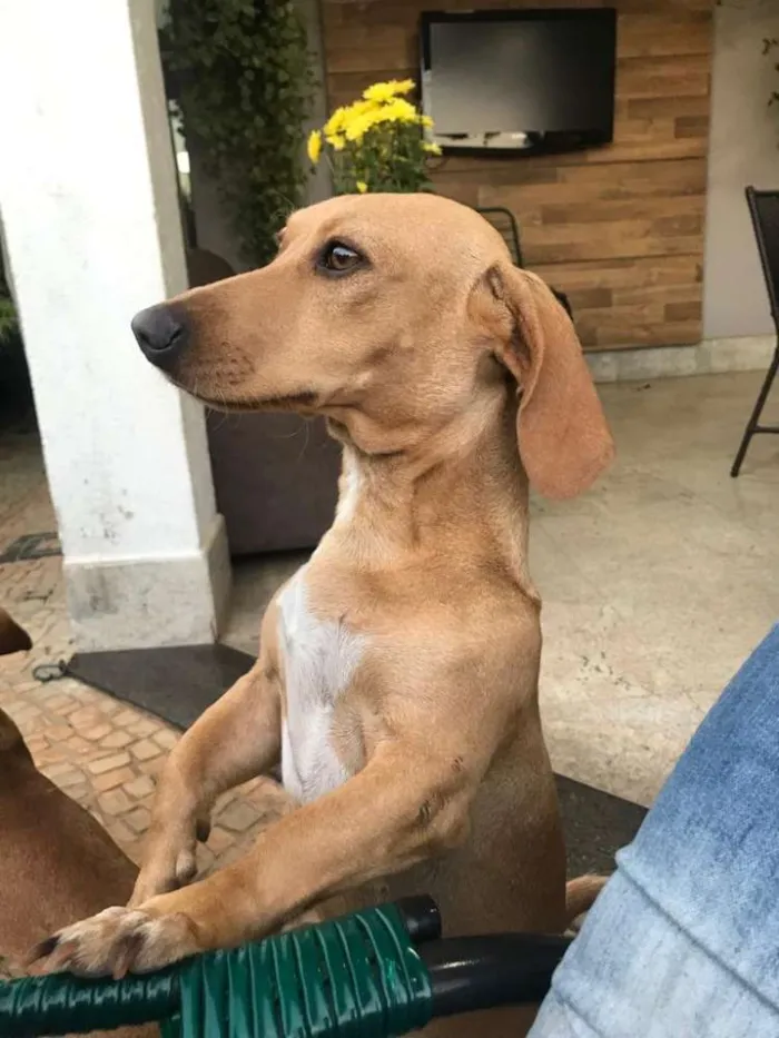 Cachorro ra a Cofap idade 2 anos nome Jujuba