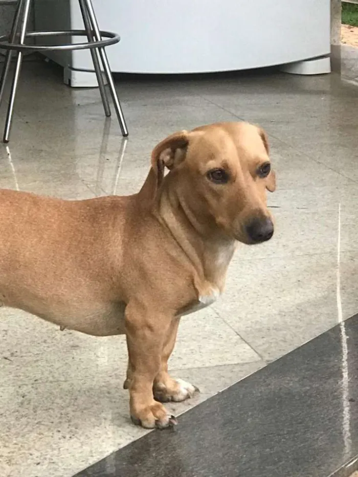 Cachorro ra a Cofap idade 2 anos nome Jujuba
