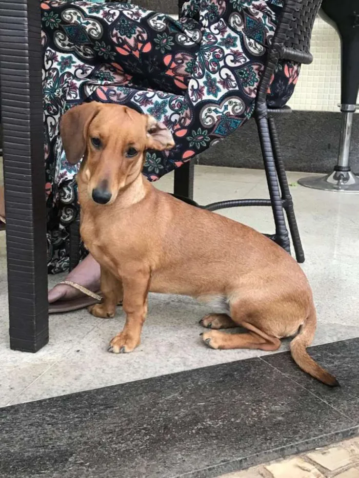 Cachorro ra a Cofap idade 1 ano nome Sol