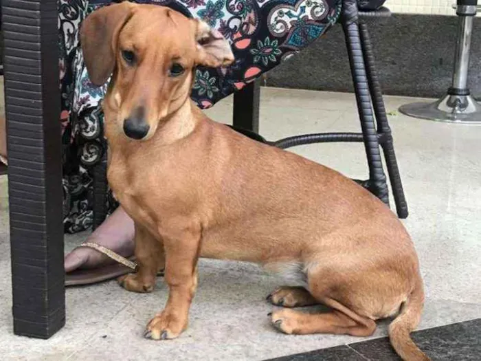 Cachorro ra a Cofap idade 1 ano nome Sol