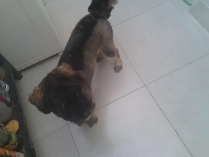 Cachorro ra a Vira lata idade 1 ano nome Bone