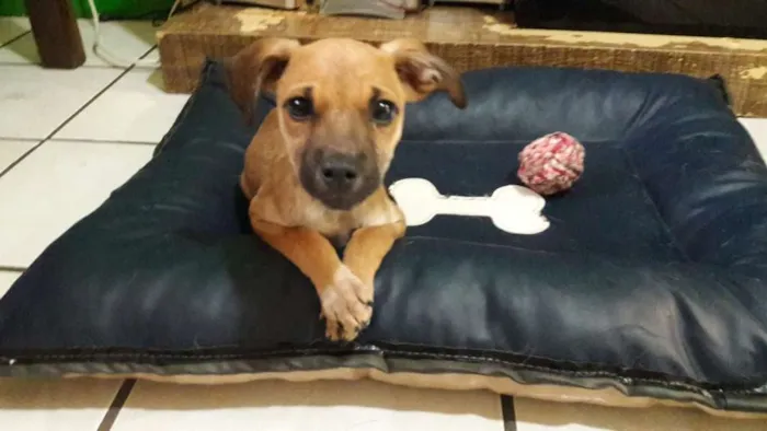 Cachorro ra a SRD idade 2 a 6 meses nome Denis