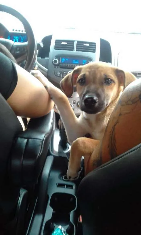 Cachorro ra a SRD idade 2 a 6 meses nome Denis