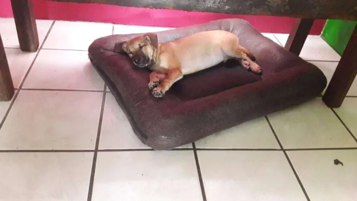 Cachorro ra a SRD idade 2 a 6 meses nome Denis