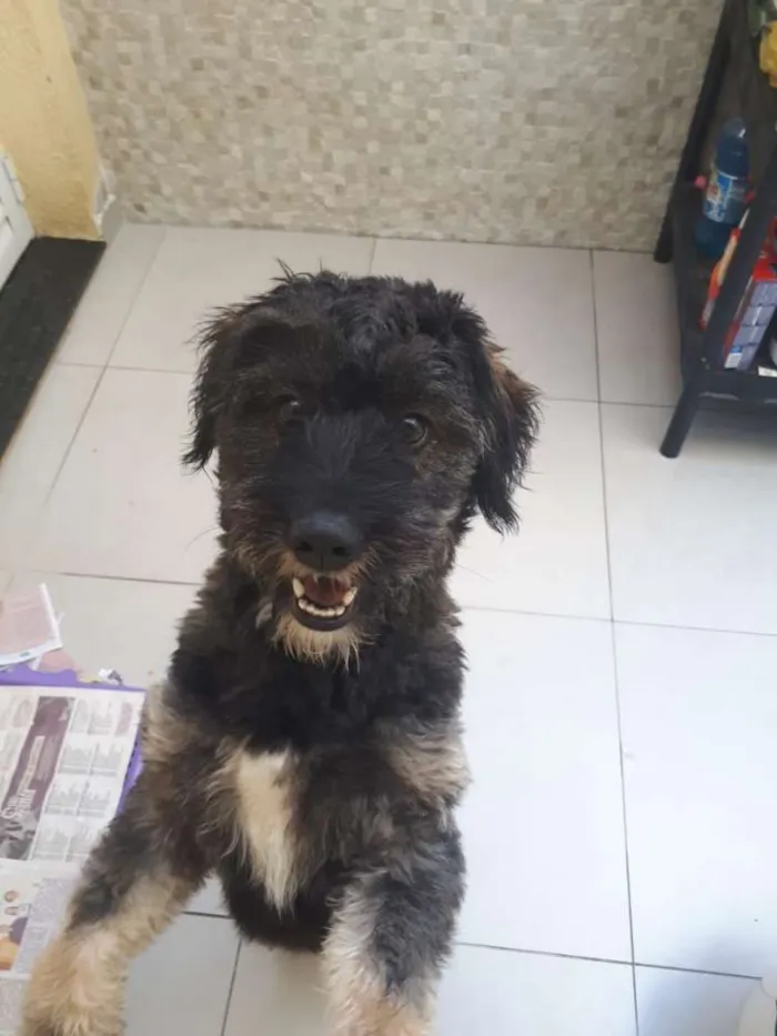 Cachorro ra a Vira lata idade 1 ano nome Bone