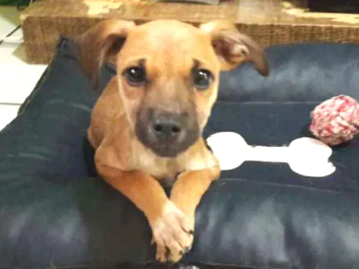 Cachorro ra a SRD idade 2 a 6 meses nome Denis
