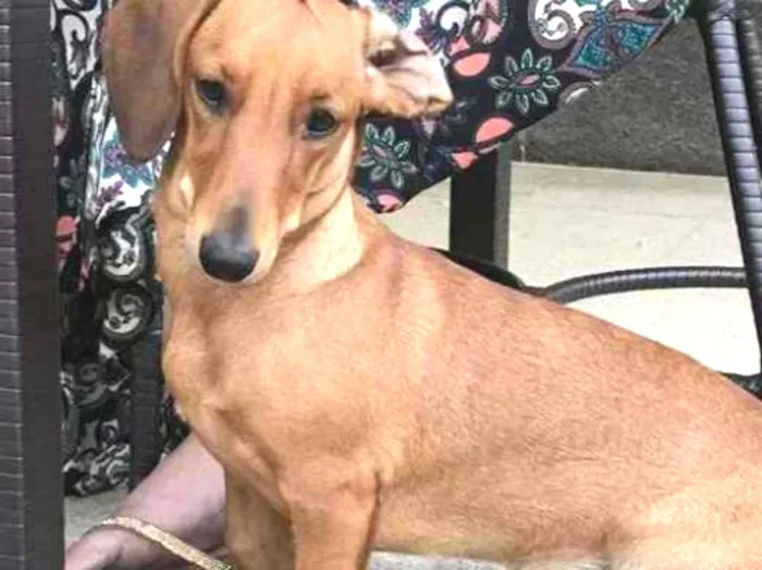 Cachorro ra a Cofap idade 1 ano nome Sol