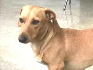 Cachorro raça Cofap idade 2 anos nome Jujuba