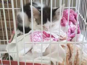 Gato raça  idade Abaixo de 2 meses nome Bolinha