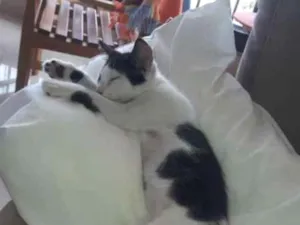 Gato raça  idade 2 a 6 meses nome Dante
