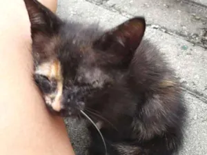 Gato raça  idade Abaixo de 2 meses nome Flor e Floquinho