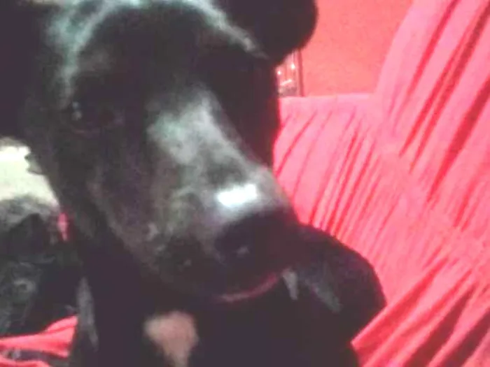 Cachorro ra a Indfinida idade 7 a 11 meses nome Pretinho 
