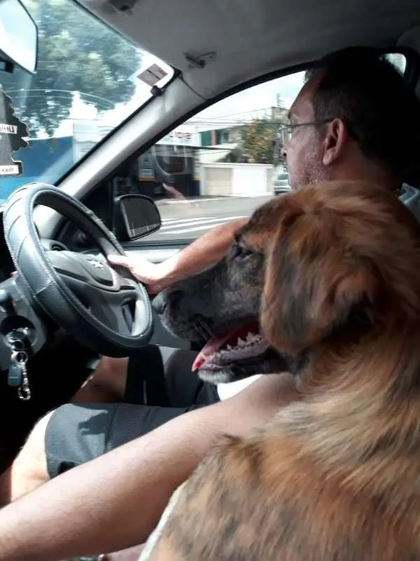 Cachorro raça Vira Lata Pequeno idade 2 a 6 meses nome Mogli