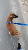 Mogli