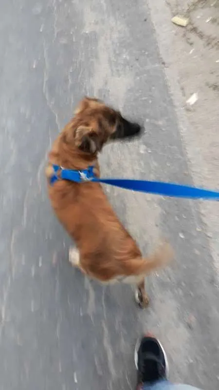 Cachorro raça Vira Lata Pequeno idade 2 a 6 meses nome Mogli