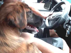 Cachorro raça Vira Lata Pequeno idade 2 a 6 meses nome Mogli