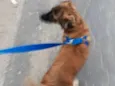 Mogli