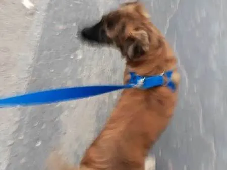 Cachorro raça Vira Lata Pequeno idade 2 a 6 meses nome Mogli