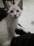 Docinho