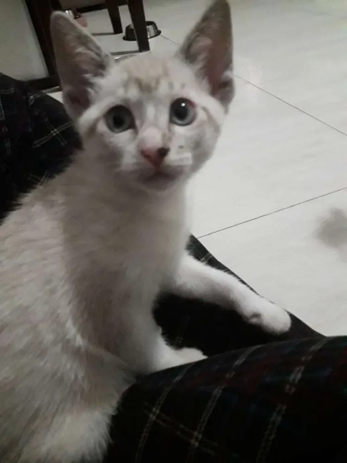 Gato ra a SRD idade 2 a 6 meses nome Docinho