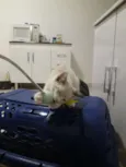 Docinho