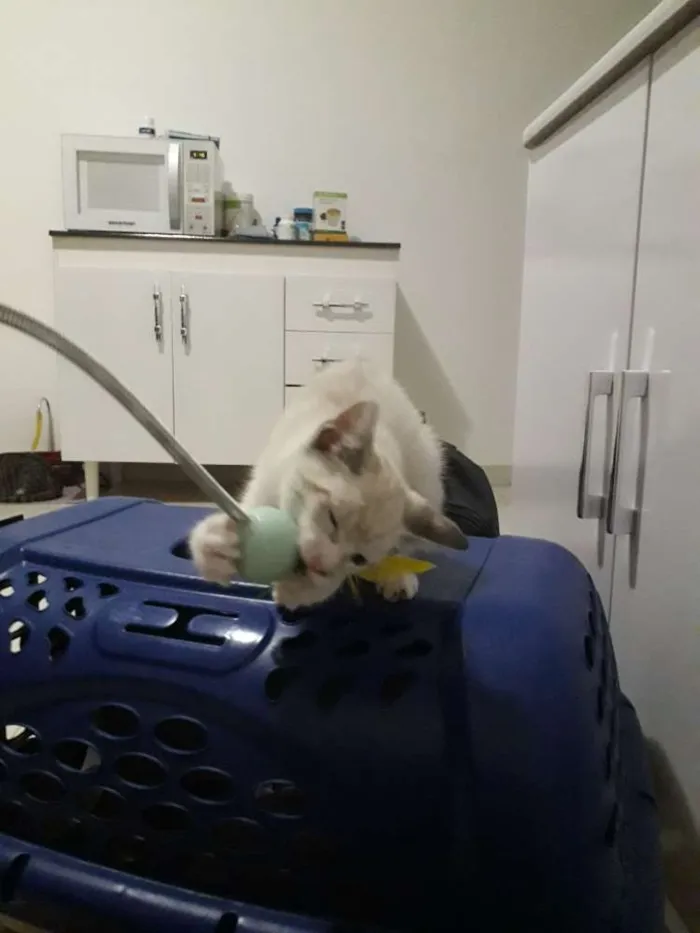 Gato ra a SRD idade 2 a 6 meses nome Docinho