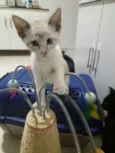 Docinho