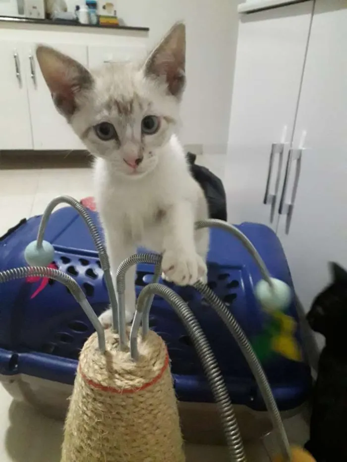 Gato ra a SRD idade 2 a 6 meses nome Docinho