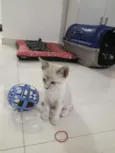 Docinho