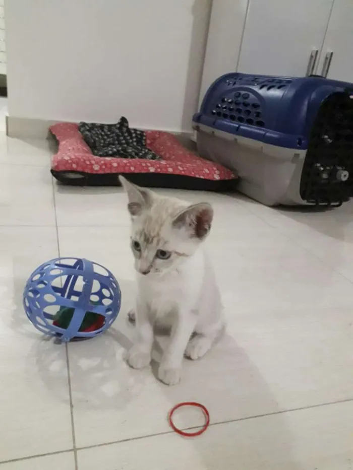 Gato ra a SRD idade 2 a 6 meses nome Docinho