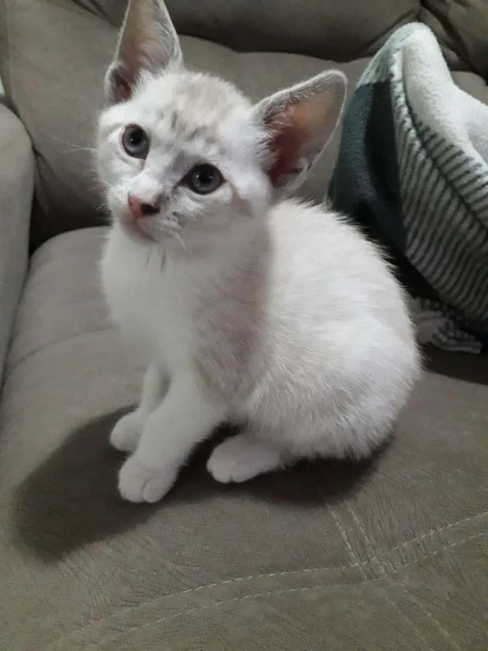 Gato ra a SRD idade 2 a 6 meses nome Docinho