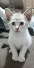 Docinho