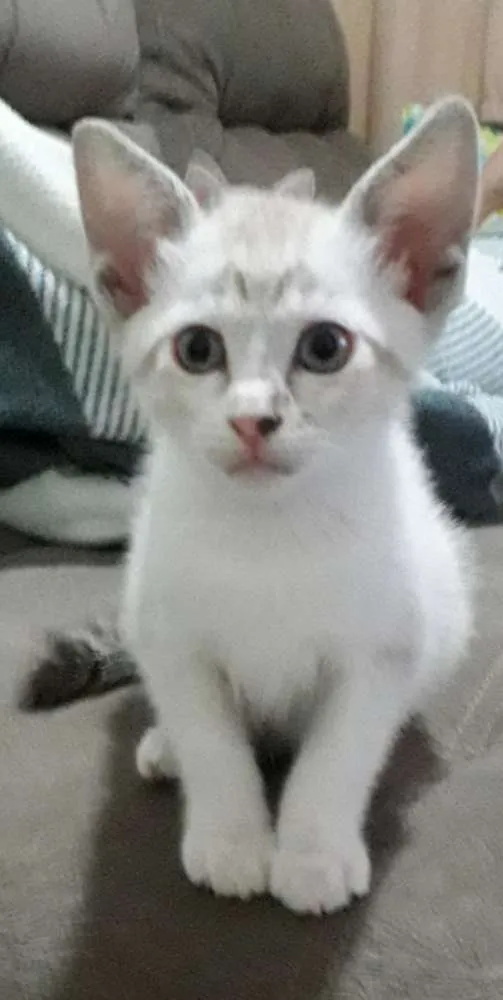 Gato ra a SRD idade 2 a 6 meses nome Docinho