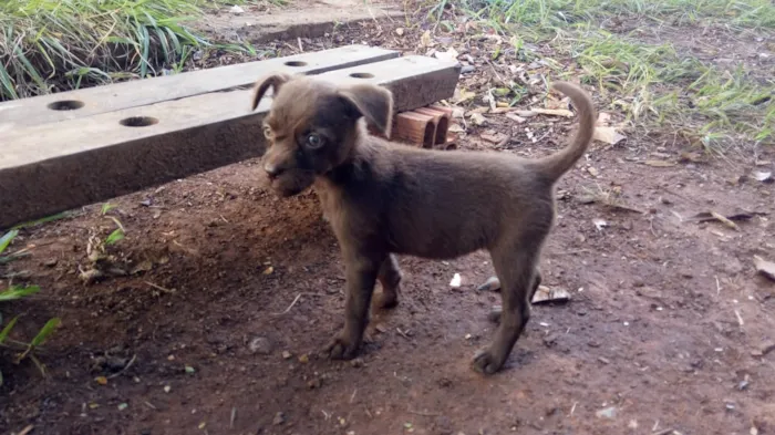 Cachorro ra a Vira lata idade 2 a 6 meses nome Ravena e outros 