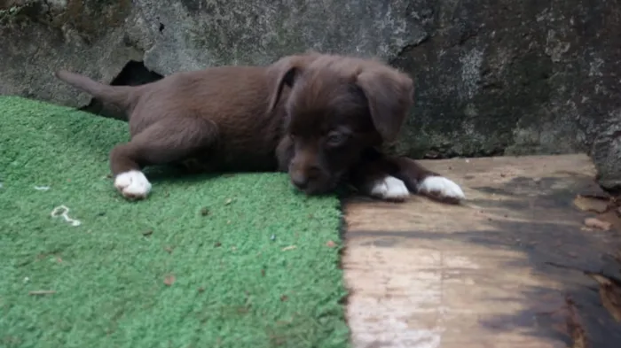 Cachorro ra a Vira lata idade 2 a 6 meses nome Ravena e outros 