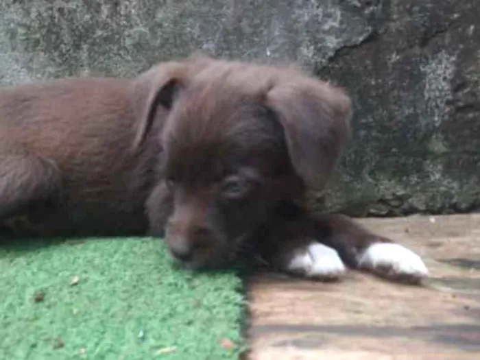 Cachorro ra a Vira lata idade 2 a 6 meses nome Ravena e outros 