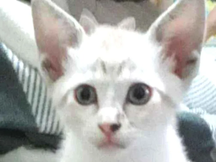 Gato ra a SRD idade 2 a 6 meses nome Docinho