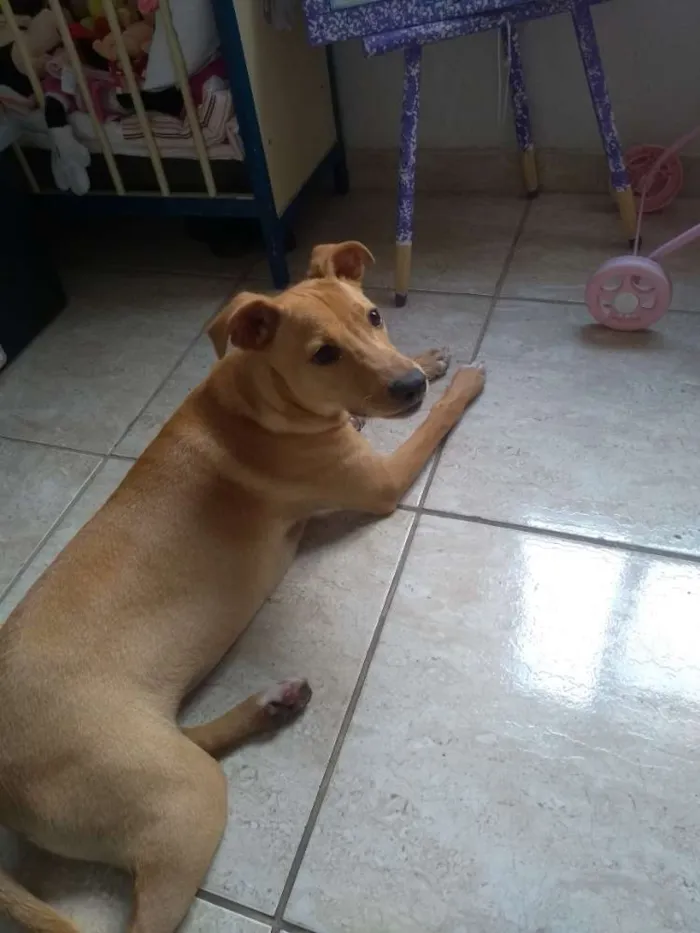 Cachorro ra a Vira lata idade  nome Não sei