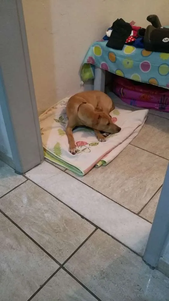 Cachorro ra a Vira lata idade  nome Não sei