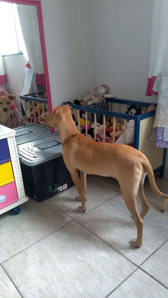 Cachorro ra a Vira lata idade  nome Não sei