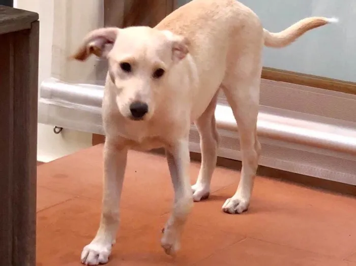 Cachorro ra a SRD idade 2 a 6 meses nome Max
