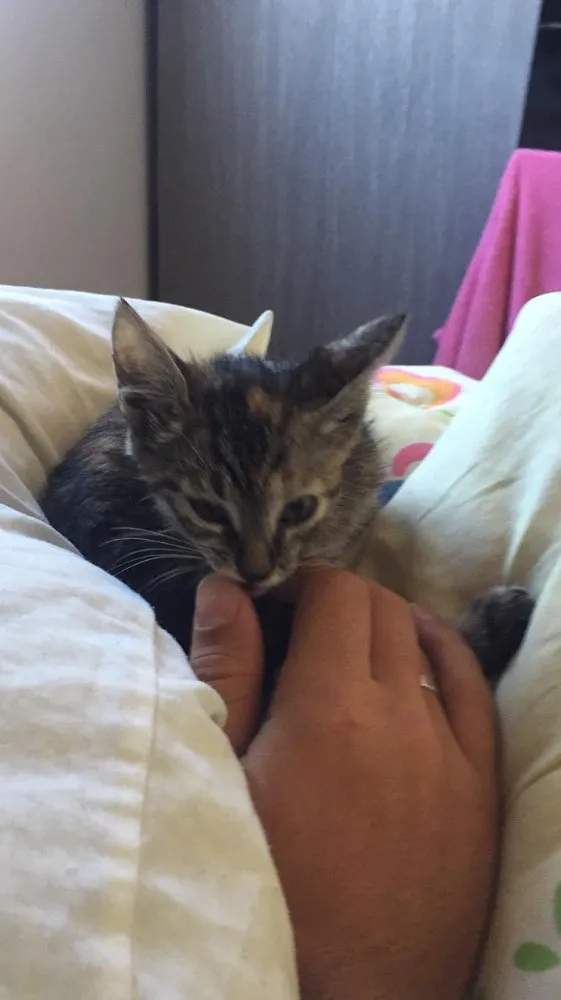 Gato ra a Não tem  idade 2 a 6 meses nome Não tem 
