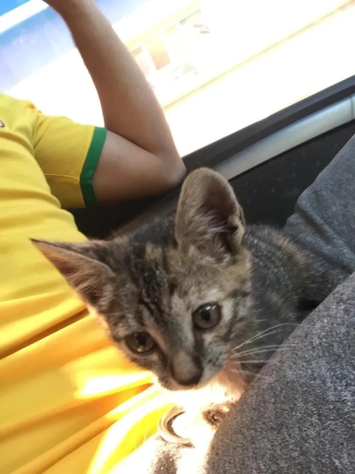 Gato ra a Não tem  idade 2 a 6 meses nome Não tem 