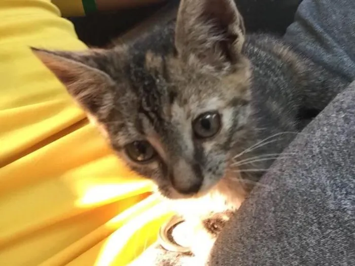 Gato ra a Não tem  idade 2 a 6 meses nome Não tem 