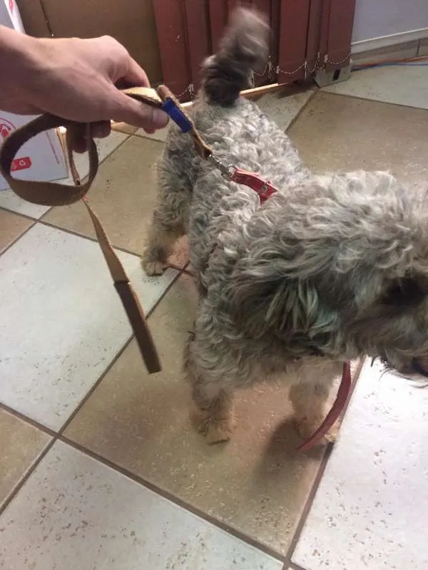 Cachorro ra a Poodle idade 1 ano nome DESCONHECIDO