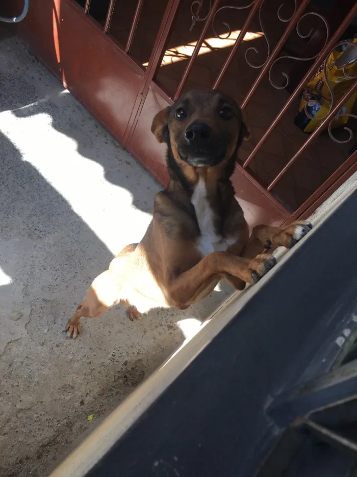 Cachorro ra a Vira lata idade 1 ano nome Billy