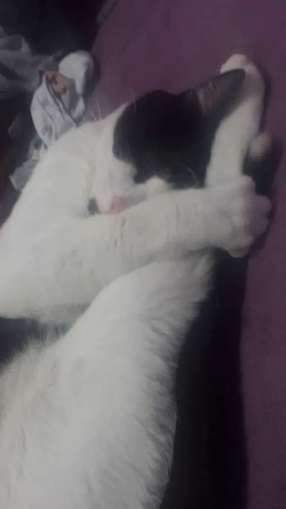 Gato ra a Vira-lata idade 1 ano nome Nino