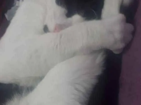 Gato ra a Vira-lata idade 1 ano nome Nino