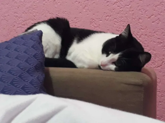 Gato ra a Vira-lata idade 1 ano nome Nino